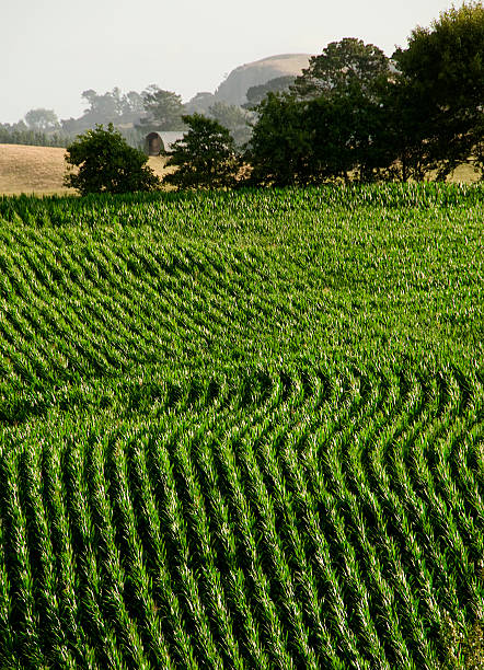 champ de maïs