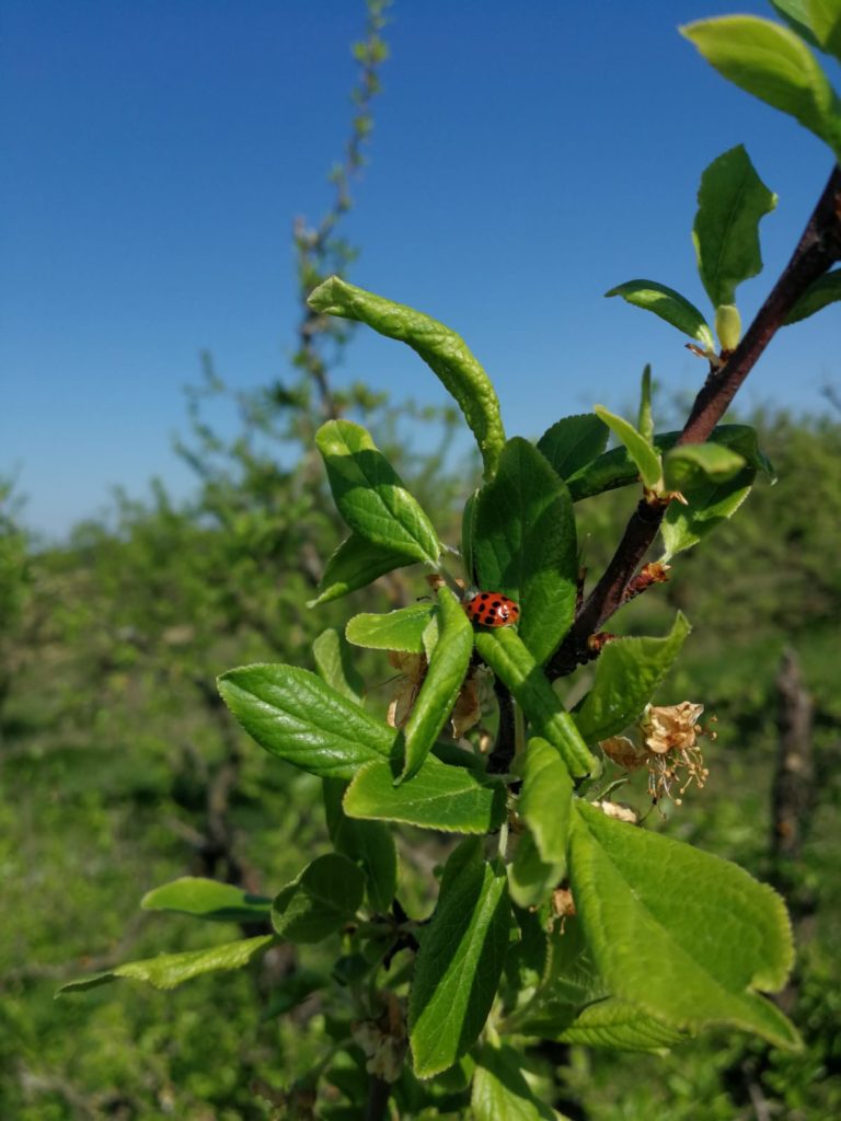 arbre fruitier