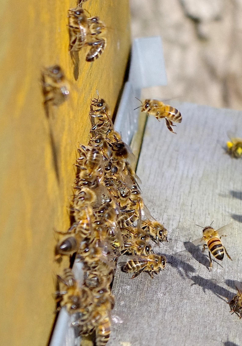 Le Temps des Abeilles AMAP Marcheprime